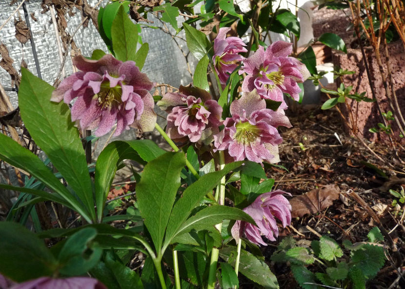 © - Helleborus - Spanz