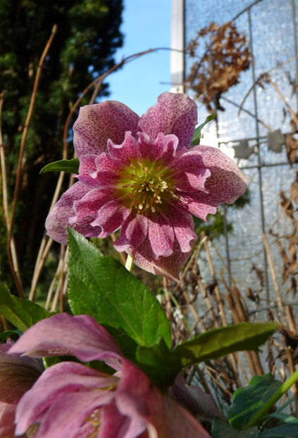 © - Helleborus - Spanz