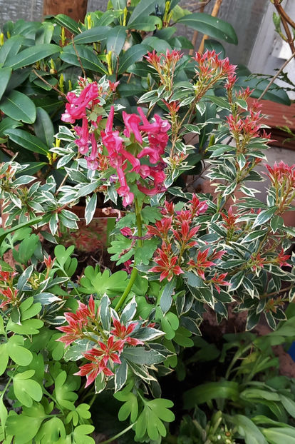  - 2024 - 01 - Primavara