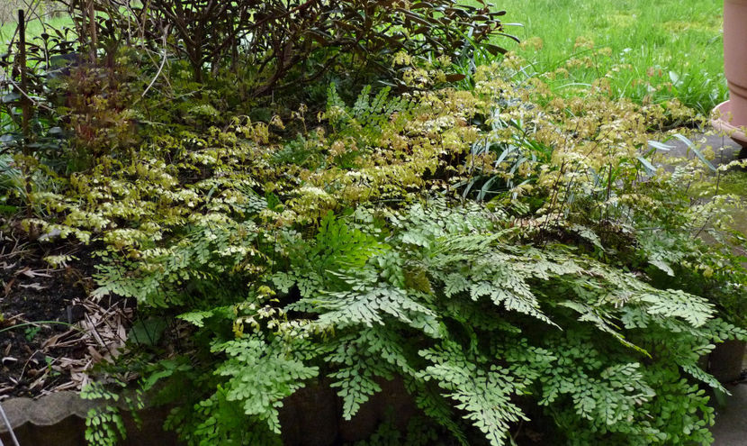  - 2024 - 01 - Primavara