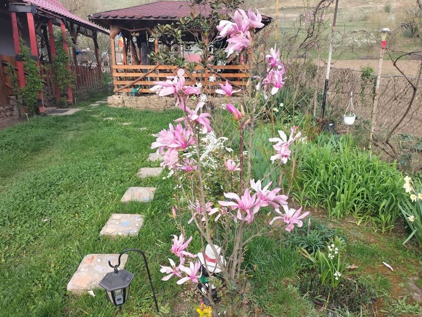 IMG20240401174411 - Magnolii 2024