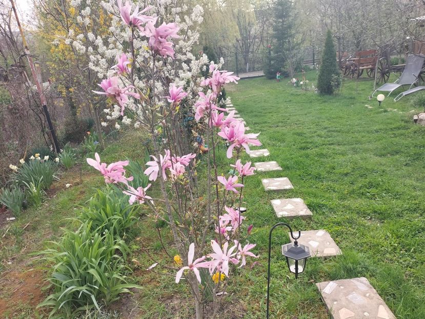 IMG20240401174314 - Magnolii 2024