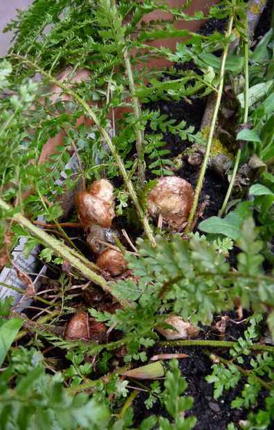 © - 2024 - 01 - Primavara