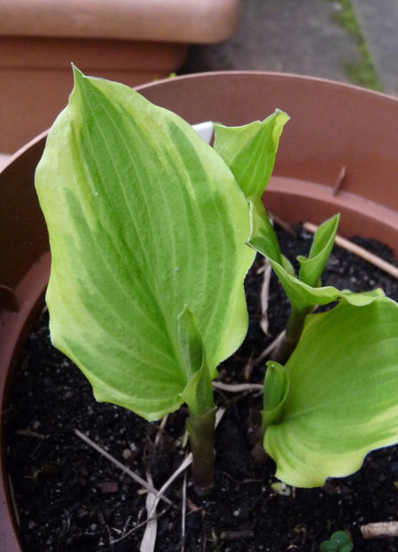 © - 2024 - 01 - Primavara