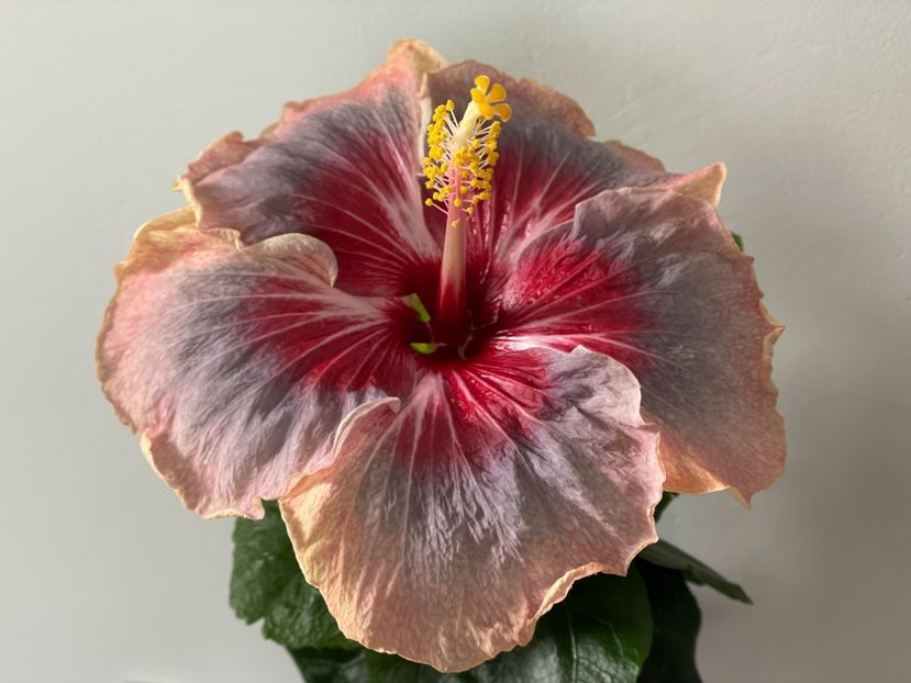  - 001 - Hibiscusi 2024 - 1