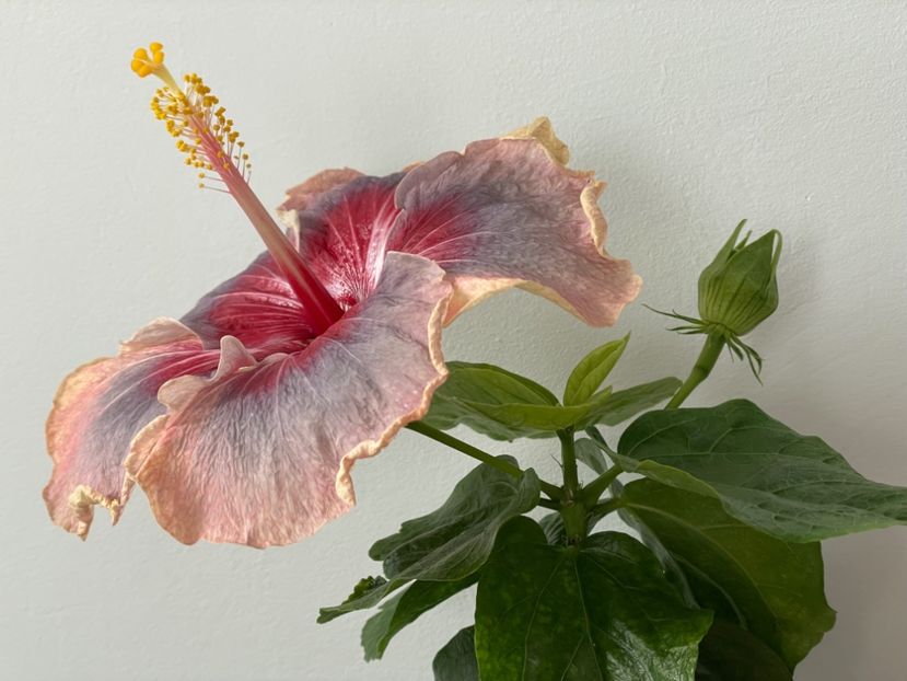  - 001 - Hibiscusi 2024 - 1