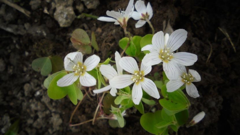 Oxalis cu radacina...a iernat afara - 2024