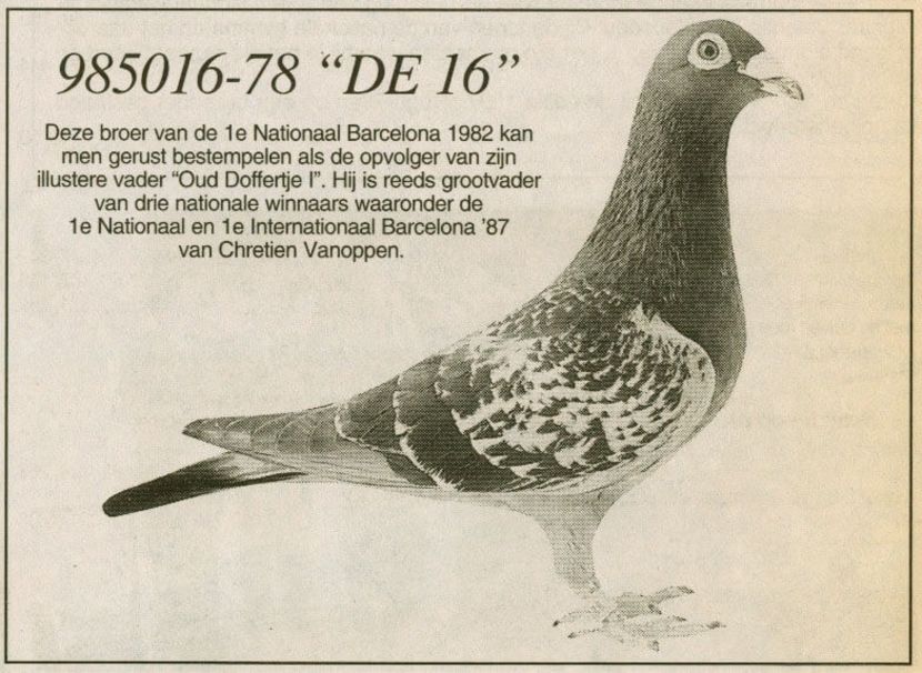 Frate 1 nat Barcelona 1982 - Barcelona internațional