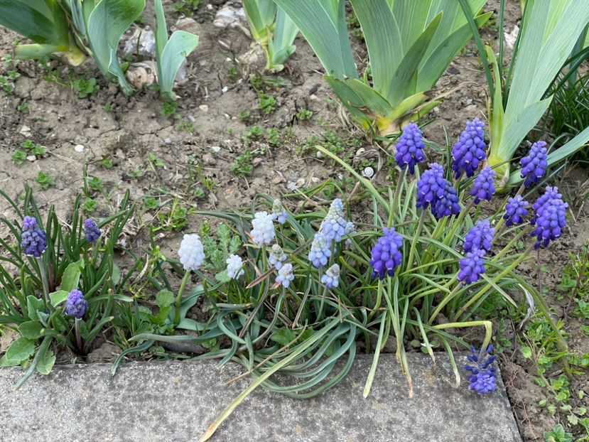  - 002 Grădina 2024 1