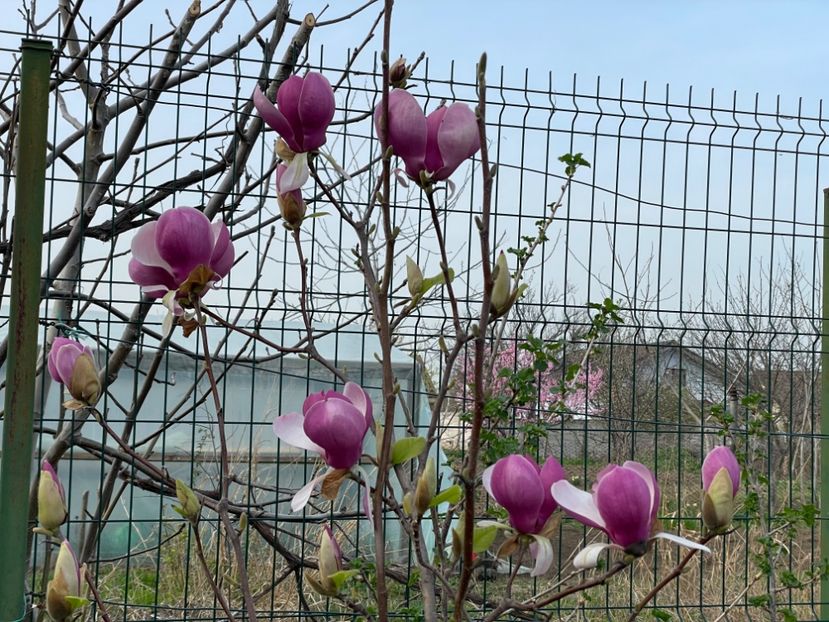  - 002 Grădina 2024 1