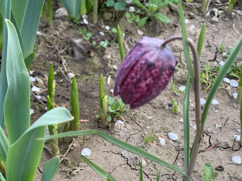  - 002 Grădina 2024 1