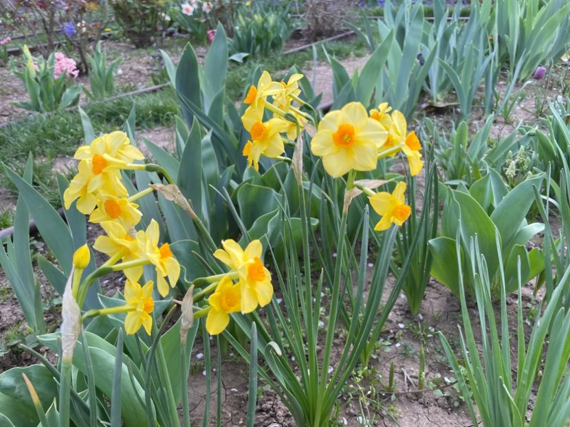  - 002 Grădina 2024 1