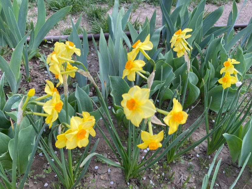  - 002 Grădina 2024 1