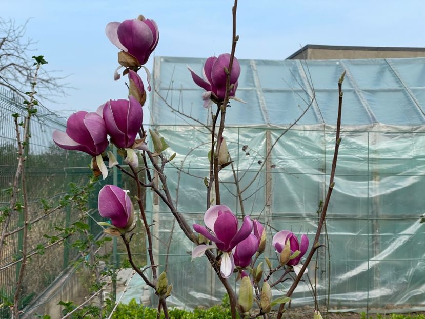  - 002 Grădina 2024 1