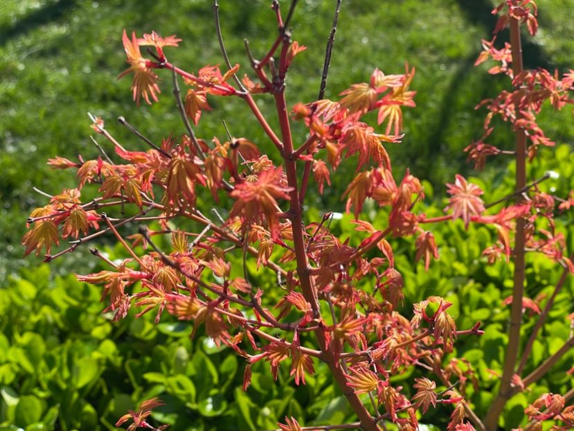  - 002 Grădina 2024 1