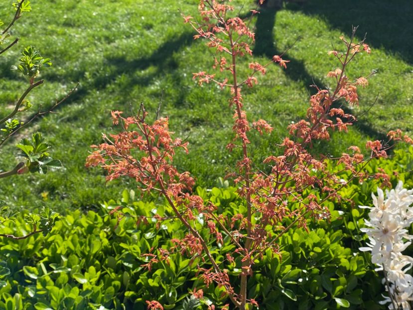  - 002 Grădina 2024 1