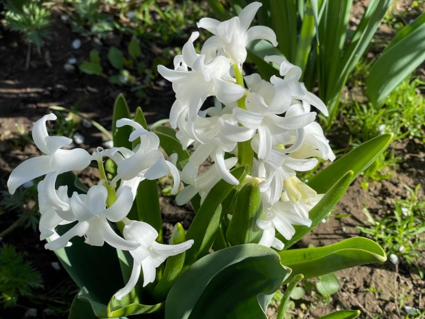  - 002 Grădina 2024 1