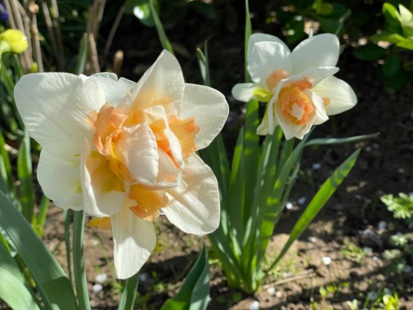  - 002 Grădina 2024 1