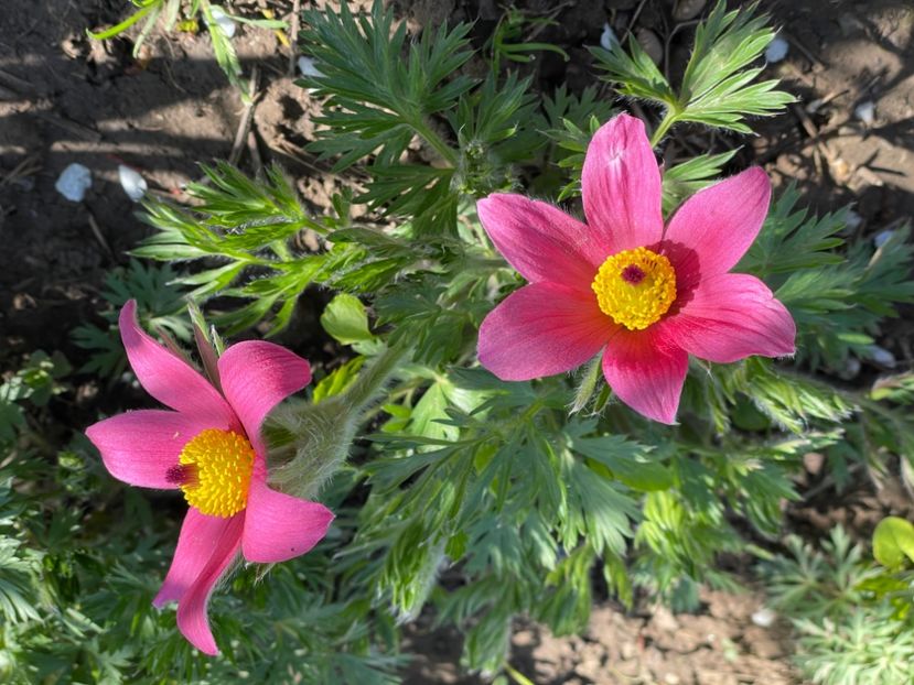  - 002 Grădina 2024 1