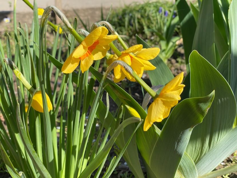  - 002 Grădina 2024 1