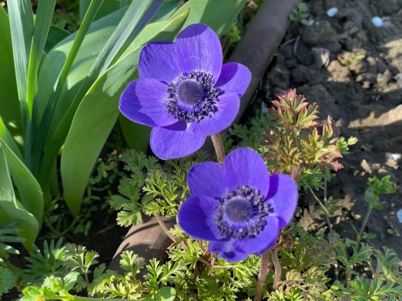  - 002 Grădina 2024 1