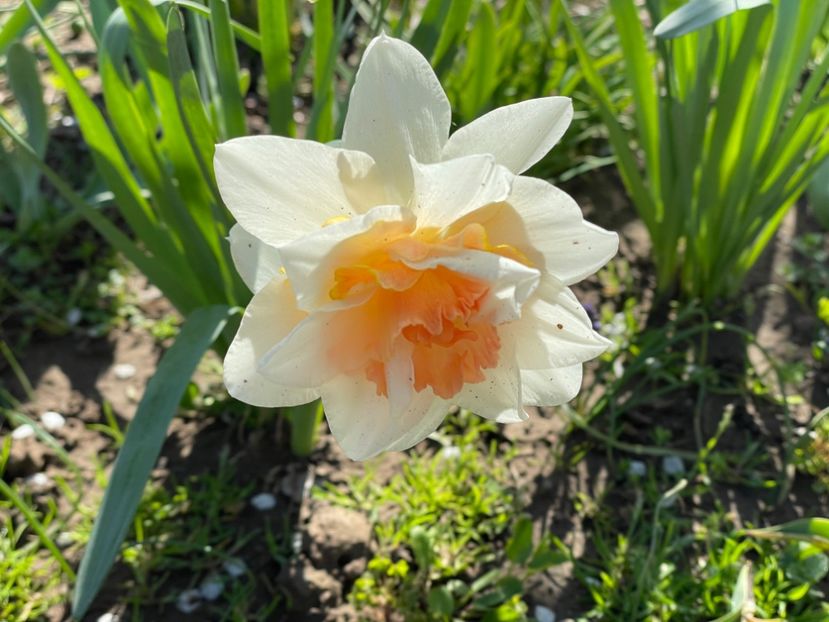  - 002 Grădina 2024 1