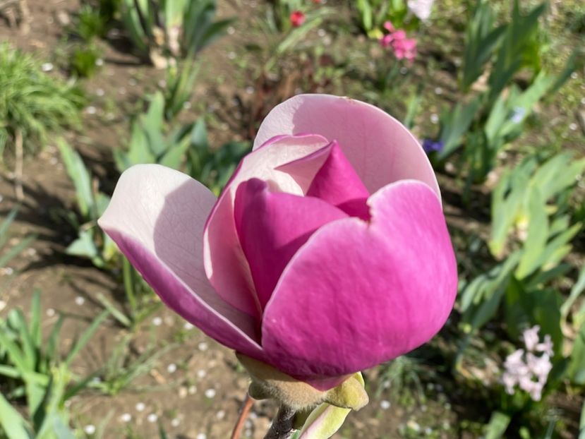  - 002 Grădina 2024 1