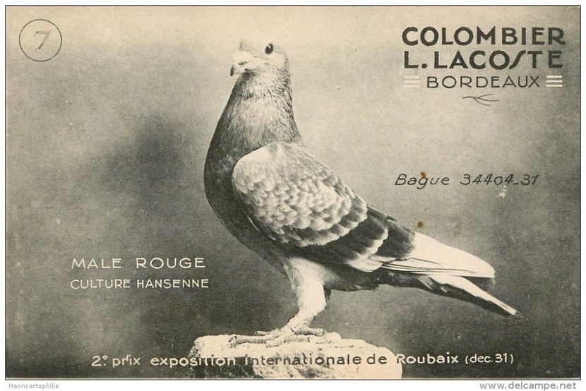 12015101_1634739773482073_8397961766011462268_o - VINTAGE PIGEON