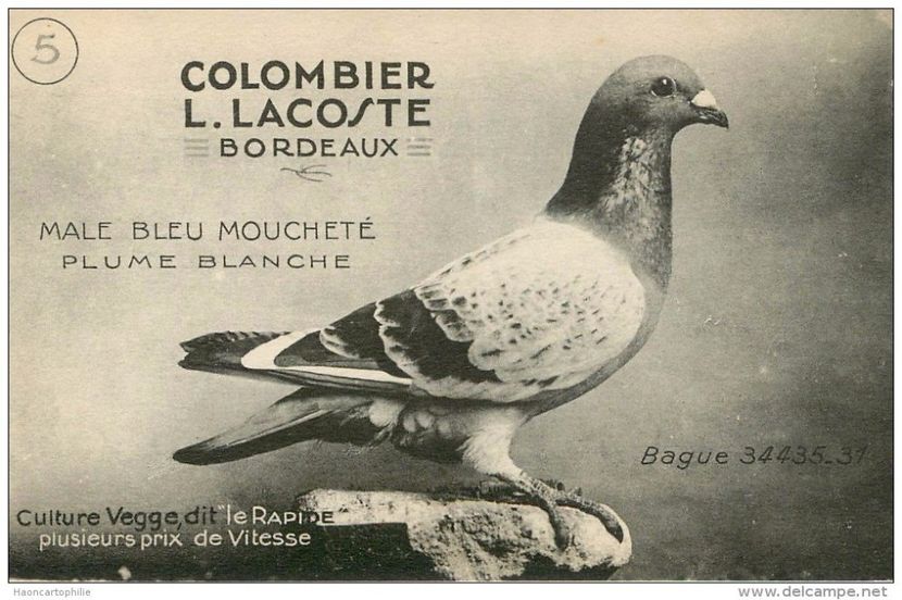 11999597_1634739883482062_7352544180662038376_o - VINTAGE PIGEON