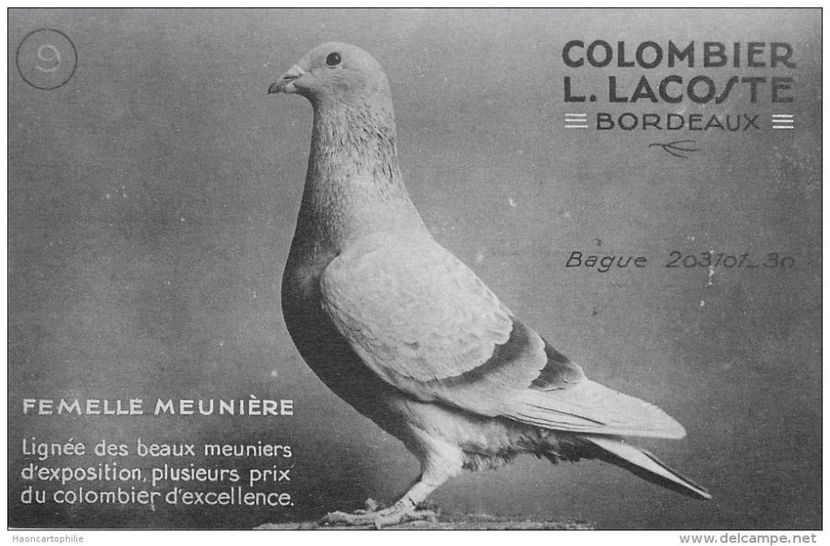 11850493_1634739710148746_6911254609328437230_o - VINTAGE PIGEON