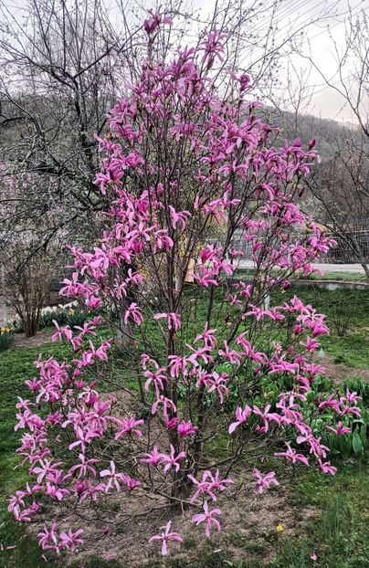 2024 - AAAAA_MAGNOLIA SUSAN 2015_2017_2018_2019_2020_2024_2025