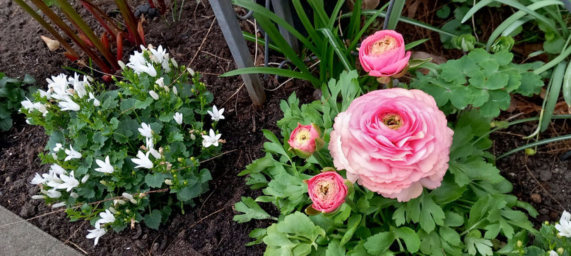 © - 2024 - 01 - Primavara