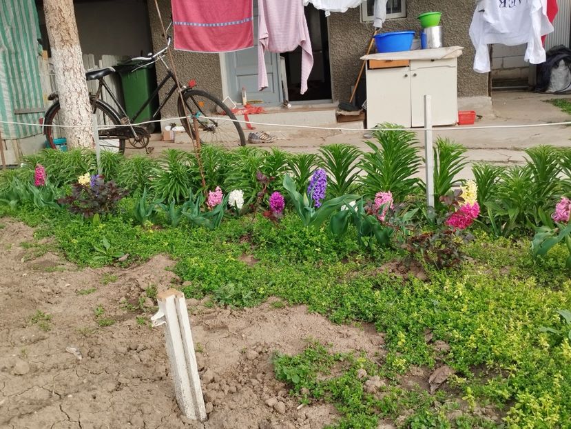  - PRIMĂVARĂ - VARĂ 2024