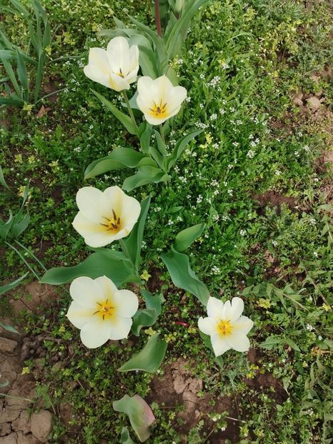  - PRIMĂVARĂ - VARĂ 2024