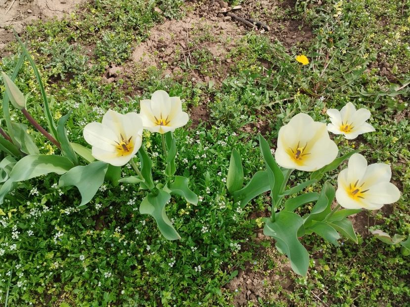  - PRIMĂVARĂ - VARĂ 2024