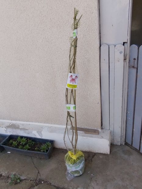 Magnolia roz - PRIMĂVARĂ - VARĂ 2024