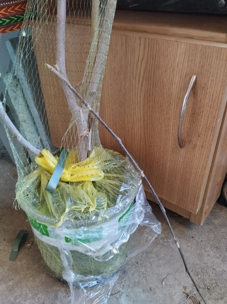 La ghiveci ! - PRIMĂVARĂ - VARĂ 2024