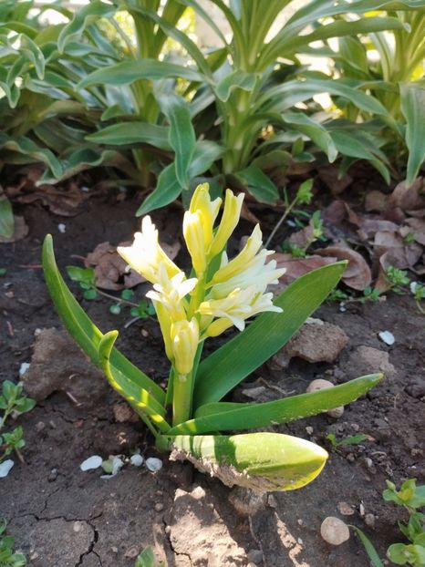  - PRIMĂVARĂ - VARĂ 2024