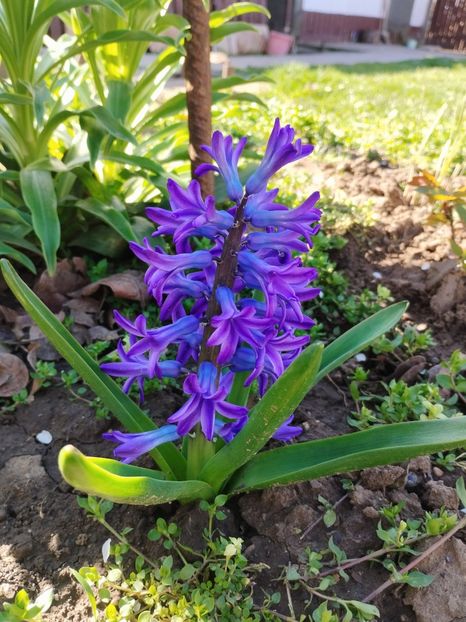  - PRIMĂVARĂ - VARĂ 2024