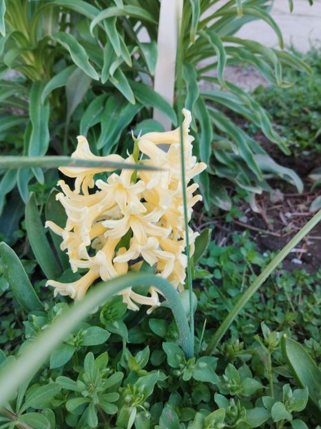  - PRIMĂVARĂ - VARĂ 2024