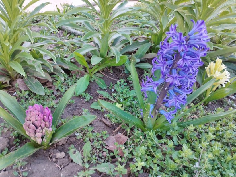  - PRIMĂVARĂ - VARĂ 2024