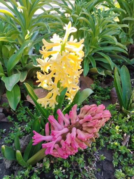  - PRIMĂVARĂ - VARĂ 2024