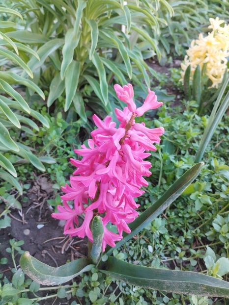  - PRIMĂVARĂ - VARĂ 2024