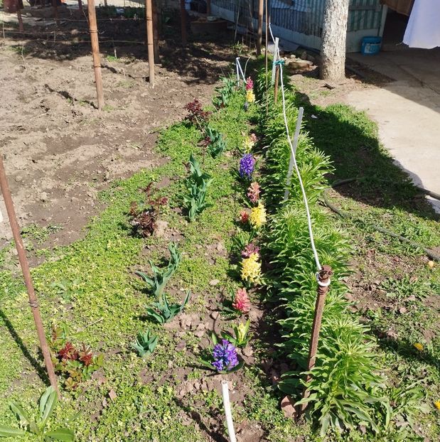  - PRIMĂVARĂ - VARĂ 2024