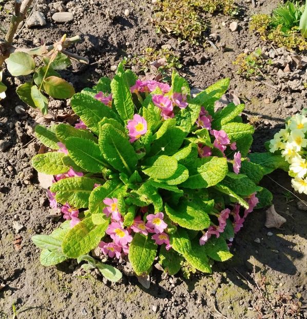 5535cb16-7c3b-4d50-9826-f60c15c59b4c-1_all_8593 - PRIMĂVARĂ - VARĂ 2024