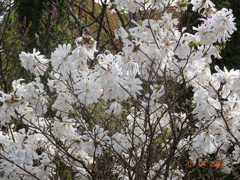  - Copacei si arbusti 2024