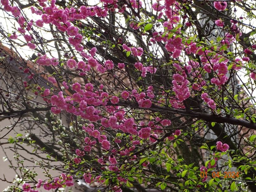  - Copacei si arbusti 2024