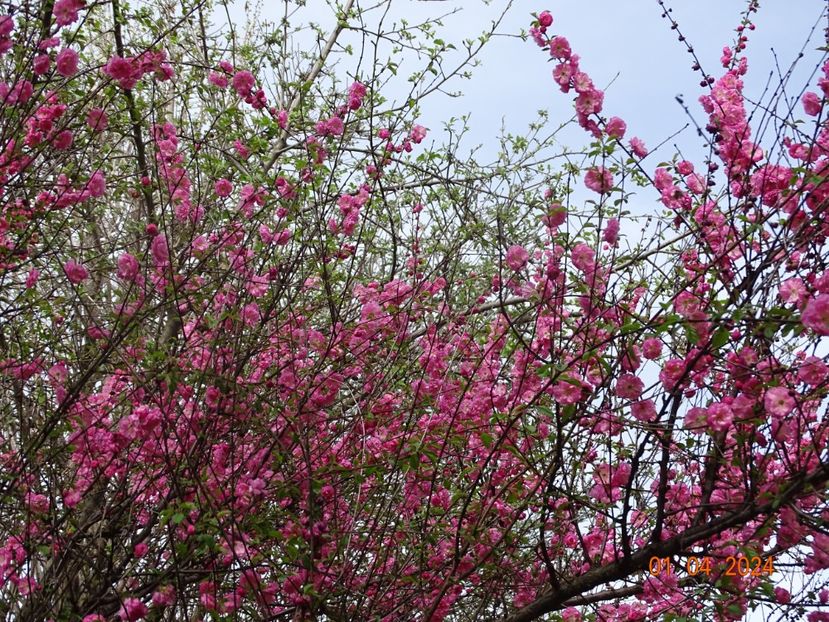  - Copacei si arbusti 2024