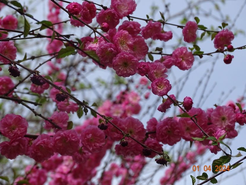  - Copacei si arbusti 2024