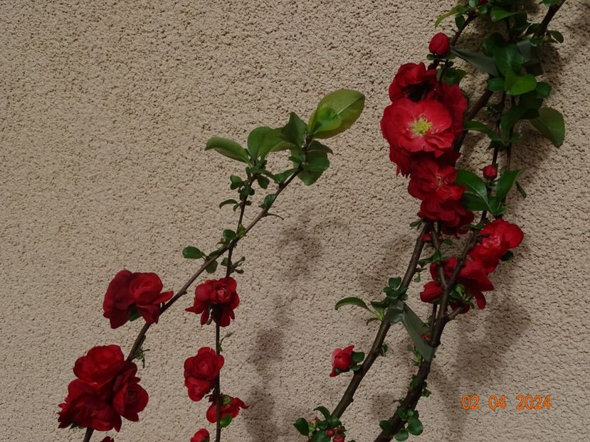 chaenomeles Scarlet Storm - Copacei si arbusti 2024